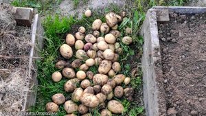 Вырастили картофель в ящиках !