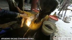 Как разделать свинью?/Ночь, убираю поросёнка!