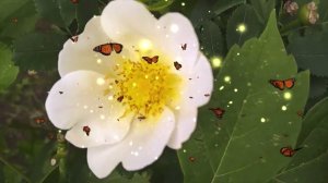 white rosehip,белый шиповник