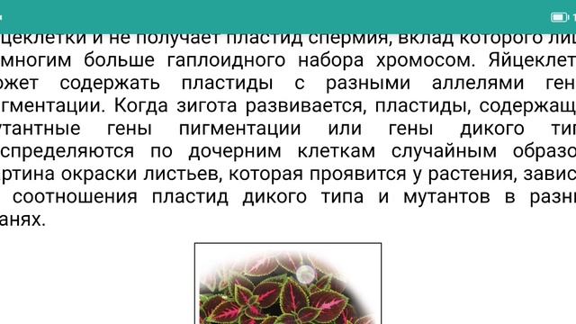 Цитоплазматические гены. Внеядерное наследование генов органелл. Митохондрии и пластиды - ЕГЭ
