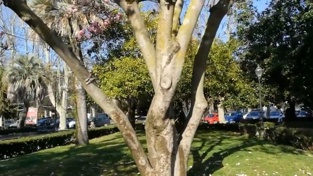 МАГНОЛИЯ В ЦВЕТУ- ИТАЛИЯ смотреть онлайн