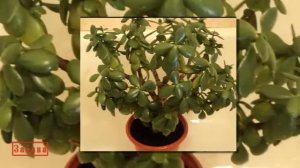 Толстянка  Денежное дерево Лечебные свойства