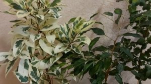 Основные причины листопада у фикусов