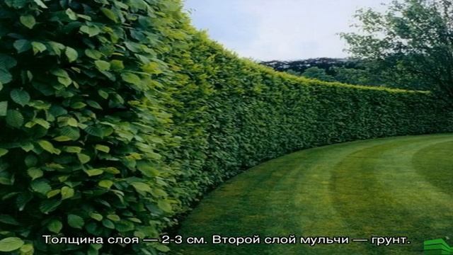 Плетение живой изгороди из ивы