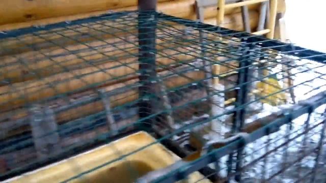 Разведение нутрий Подмосковье-1 La Cría De Nutria Hodowla Nutrii Breeding Nutria 食用營養