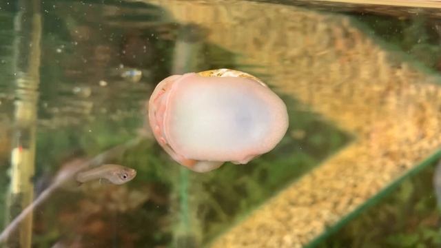 Рыбки и улитка | Нападение на ампулярию смотреть онлайн