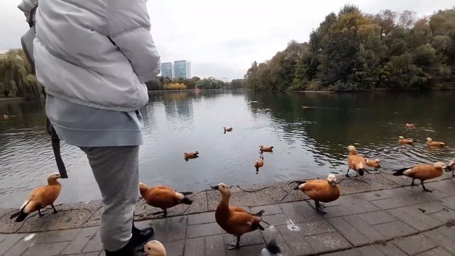 Чем кормить уток? Кормление птиц в городском парке. смотреть онлайн