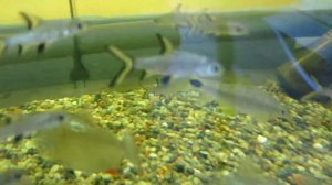 РЫБКИ-ВОДОРОСЛЕЕДЫ. Две самые популярные рыбки, которые съедают лишние водоросли в аквариуме.