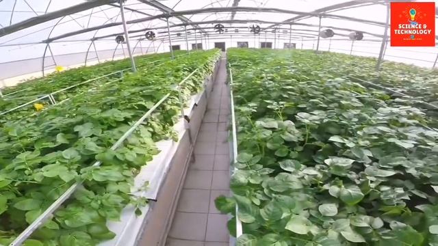 Amazing High-Tech Hydroponic, Aeroponic Potatoes,Growing plants without soil, gardening technology►
