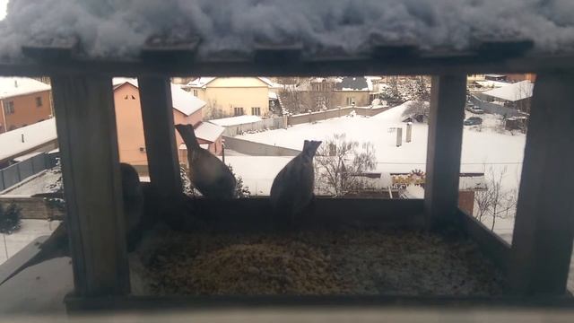 "Где обедал воробей?" смотреть онлайн