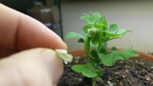 Toms Thumb Pea Plant Update | Pea Pods Forming | Container Gardening