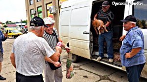 Не мала баба клопоту купила порося. Комедия как мы купили на базаре поросёнка