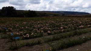 Роза Анжела в главной клумбе, Питомник Роз Полины Козловой - rozarium.biz