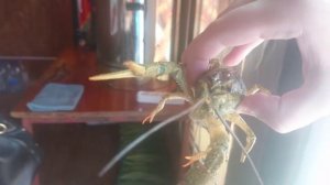 широкопалый речной рак