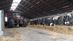 Работа в Дании на ферме. Рабочий день за 10 минут