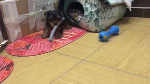 Щенок йоркширского терьера 1,5 месяца