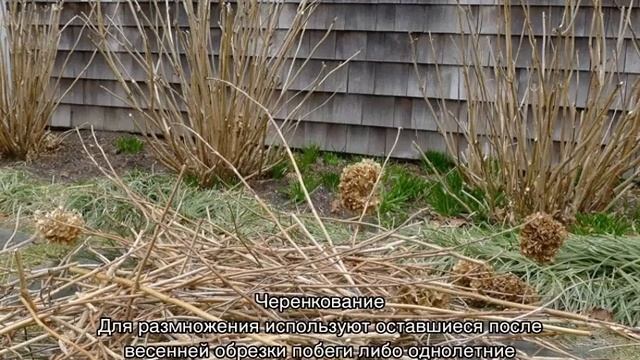 Гортензия Долли (Dolly) — описание и уход смотреть онлайн