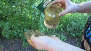 Неудачный зерновой мицелий из мицелия на палочках