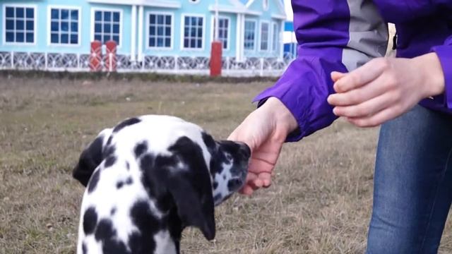 Команда Дай Пять.Как Научить Команде Дай Пять. смотреть онлайн