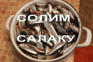 солим салаку