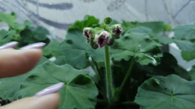 Последний обзор моих полочек! смотреть онлайн