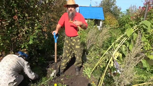 Морковь - лечебные свойства смотреть онлайн