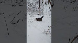 дикий лесной кот скрытая камера