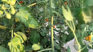 Самые вкусные и урожайные томаты-черри, серии Финики. Томаты Финик белый и финик оранжевый.