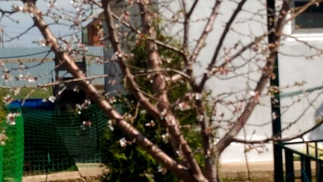 #бельфельдер#куры#кукуруза#капуста смотреть онлайн