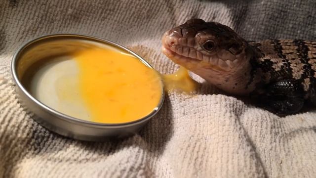 Синеязыкий сцинк смотреть онлайн