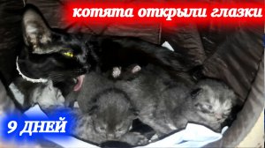 Мама кошка и её котята! Наконец-то, на 9 день, детки котика Симбы и кошечки Багиры открыли глазки.