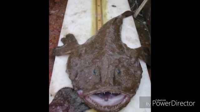 Топ 3 самых некрасивых рыб смотреть онлайн