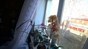 Уход за орхидеями в зимний период