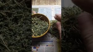 Якорцы стелящиеся (для потенции, повышения либидо, при хроническом простатите)