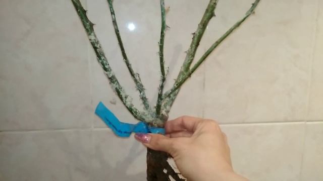 Посылка с саженцами из питомника роз Полины Козловой, весна 2021. Обзор с описанием 14-ти сортов ро смотреть онлайн