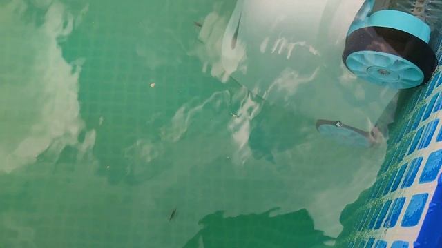 первый заплыв подводного пылесоса и телячий восторг хозяев смотреть онлайн