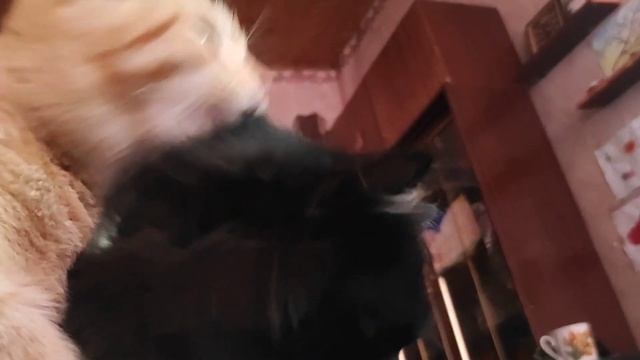 Хорошо когда есть такой брат как Рыжик ? забавные котята 5 месяцев смотреть онлайн