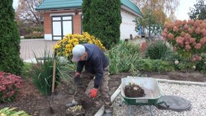В саду у Николая Дементьева. Работа с многолетниками.