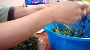 Лаванда! Сбор и заготовка на зиму!