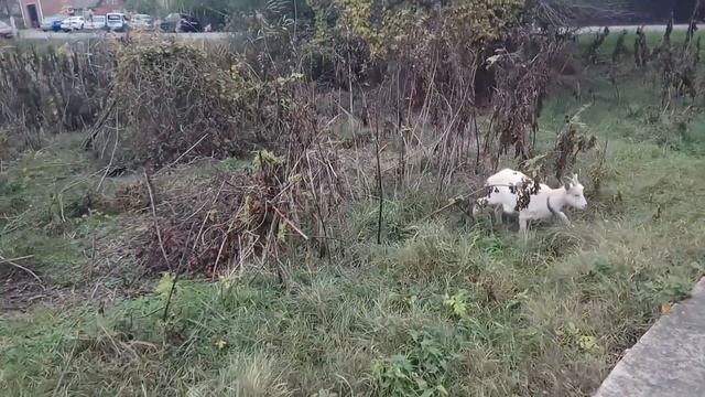 Зачем мне гуси? ВАЖНОЕ о планах завести гусей - секрет тех, кто в теме. О пользе гусей. смотреть онлайн