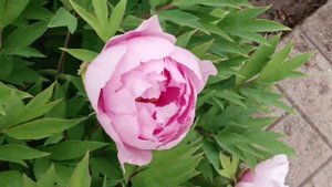 FLOWERS  Big peonos большие пионы