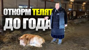 Откорм бычка до года. Кормление телят.