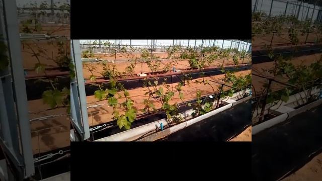 🍇 Первая обработка виноградника от болезней и вредителей. Беларусь, Острошицкий городок (сезон 2023