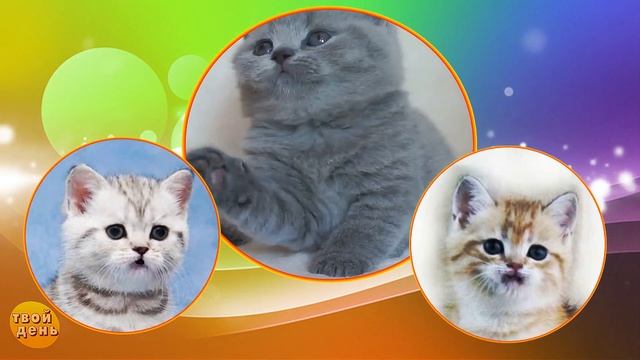С днем рождения! Милое #поздравление ребенку от котенка Мультяшные поздравления
