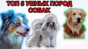 Топ 5 умных пород собак.