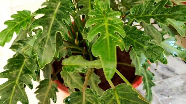 Philodendron xanadu plant grow n care tips, how to make plant bushy смотреть онлайн