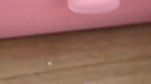 Как правильно выгуливать морских свинок/// морские свинки Жаклин и Шармель/// хомяки тоже любят??