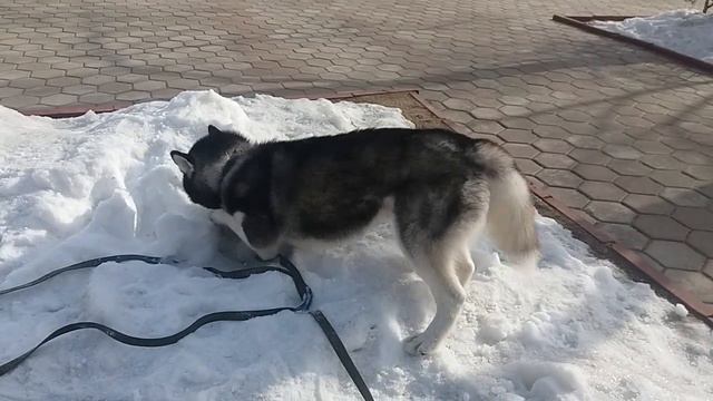 Хаски и Овчарка! Собаки для жизни! смотреть онлайн