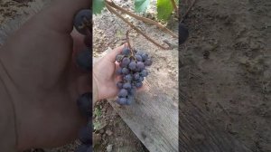 Виноград в средней полосе.