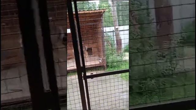 Влог с прогулки в приюте 🐶(Спасибо девочкам,что помогло мне❤️)#приют #приютдлябездомныхживотных #